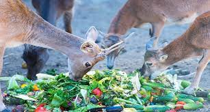 They eat acorns, beechnuts, hickory nuts and pecans. Do Deer Eat Vegetables Carrots Tomatoes Cabbage Potatoes Mushrooms