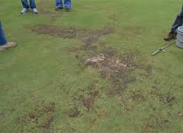 In this article, we would find out more about these diseases along with ways to prevent them. Nematodes