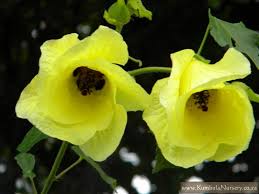 Image result for Hibiscus ludwigii