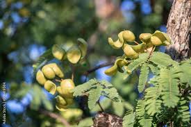 Image result for Libidibia coriaria