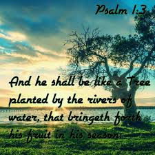 Les Feldick Bible Study Daily Online Video Bible Study Trees To Plant Spritual Inspiration Psalms