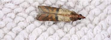 Larval moths may crawl in from nearby, and any stage may be carried in on clothing, linens or other items. How To Get Rid Of Moths Rentokil