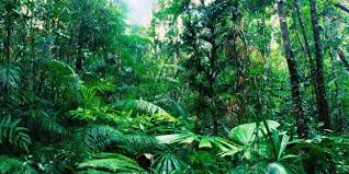 Jelaskan Perbedaan Antara Hutan Hujan Tropis Dengan Hutan Gugur Temperata Tips Membedakan