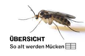 Zwar lassen sie den menschen, haustiere und zimmerpflanzen. Wie Lange Leben Mucken Lebensdauer Tabelle Gartenlexikon De