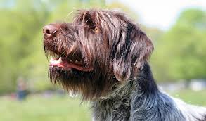 Wirehaired pointing griffon puppies for sale pa. Wirehaired Pointing Griffon Dog Breed Information
