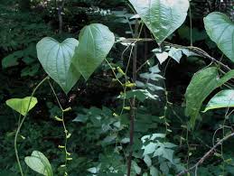 Image result for Dioscoreaceae