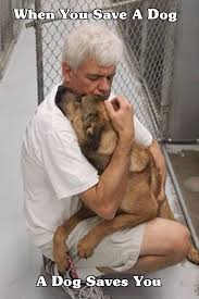 Pin By The Artwork Of Armin Mersmann On Beautiful Creatures Save A Dog Dog Love Dogs