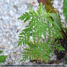 Maybe you would like to learn more about one of these? Common Ragweed Tips To Beat Ragweed Season Weekly Weeder 7