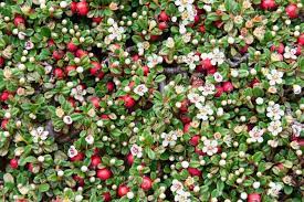 Ordered today = deliverd tomorrow. Cotoneaster Dammeri Bearberry Cotoneaster