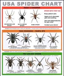 This Is Good To Know Spider Identification Chart Spider Chart Survival