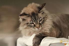 Find dogs, puppies, cats, most popular pet advertising site for pedigree and non pedigree dogs, puppies, cats, kittens and other pets. Las Vegas Nv Ragdoll Meet Pearl A Pet For Adoption