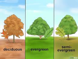 We did not find results for: Pohon Ek Atau Oak Banyak Dijumpai Dan Tumbuh Dengan Baik Di Negara Dapatkan Data