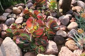 Check out these awesome and creative container ideas for small succulent garden designs. Creating A Succulent Rock Garden Eco Balance Landscaping Ballito Garden Services Irrigation Paving