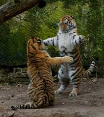 I M Bigger So I Win Animals Animals Beautiful Wild Cats