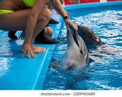 visitors interacting with dolphins in the water at Iki Dolphin Park & Resort, with smiles on their faces.の画像