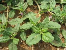 Image result for Zaleya