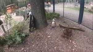 | • öffnungszeiten insgesamt sind 200 tiere in über 60 arten in der idyllischen anlage am randes stadtparks und des landschaftsschutzgebietes. Amerika Tierpark In Limbach Oberfrohna Sachsen Deutschland Youtube
