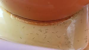 Keep the water in continuous motion. Experiment Can 3 Hydrogen Peroxide Kill Mosquito Larvae Youtube