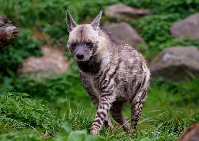Striped hyena - PMC Zoo