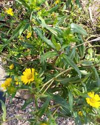 Image result for Guizotia scabra