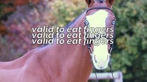 If you have any ideas for part 4, let me know in the comment section! Horse Memes On Tumblr