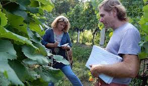 Après quelques mois en pot, il faut les planter à l'extérieur afin de ne pas ralentir leur croissance. Cultiver Des Anciennes Varietes De Vigne Prospecierara
