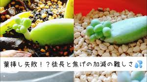 多肉植物 葉挿しの失敗 徒長と焦げのバランス 明るい日陰って難しい Youtube