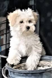 We did not find results for: Pennysaver Maltipoo Puppy Adorable In Los Angeles California Usa