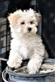 (gls) hide this posting restore restore this posting. Pennysaver Maltipoo Puppy Adorable In Orange California Usa