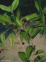 Image result for Oleaceae