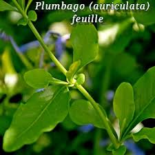Image result for Plumbago ituriensis