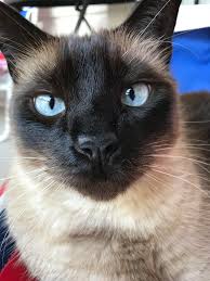 My sweet kitten is a highly rated flash game on gamepost. She Was Found In A Pile Of Ants At 3 Weeks Old Today She Turns 6 Happy Birthday To My Sweet Kitten Cats