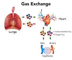 Biology 2672A: Comparative Animal Physiology Breathing In Air. - Ppt  Download