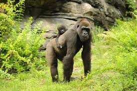 After more than 16 years in atlanta, it's apparent that while he has never overtly rejected the presence of other gorillas, his most lasting social relationships have always been with his. Disney S Animal Kingdom Inspires The One And Only Ivan Filmmakers Disney Parks Blog