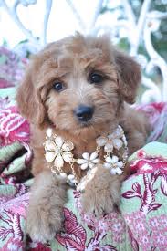 We did not find results for: Mini Goldendoodle Puppy Beautiful Dogs Cute Dogs Pet Dogs