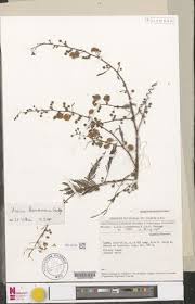 Image result for Acacia kamerunensis