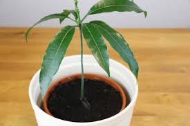 Mango trees are generally native to india but the species which grows in the ecoparc ('wild mango tree' or 'mango diola' in wolof) has always existed in the tropical forests of africa. Mangobaum Mango Selber Ziehen Pflege Anleitung Gartenlexikon De