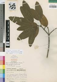 Image result for Ozoroa reticulata