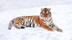 Wallpaper Et Fond D Ecran Tigre Neige Felin Tigre De Siberie Le Chat Sauvage Tigre