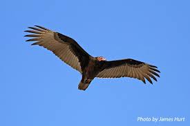 Find out what makes these two birds unique! Turkey Vulture State Of Tennessee Wildlife Resources Agency