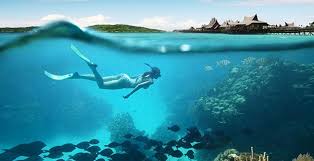 Priceline Deals On Airline Tickets Vacation Hotels Flights Shark Facts Vacation Underwater Fun