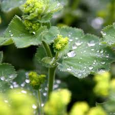 Image result for Alchemilla johnstonii