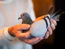 Rebanas.com burung merpati gambar unduh gambar gambar gratis pixabay unduh gambar gambar gratis yang menakjubkan tentang burung merpati untuk digunakan gratis tidak ada atribut yang di perlukan aneka info gambar untuk undangan khitan dan nikah. Warga China Beli Burung Merpati Betina Rm7 8 Juta