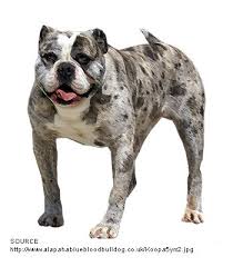 Find only guaranteed quality, healthy puppies. Breeds Dogs Alapaha Blue Blood Bulldog Petpremium