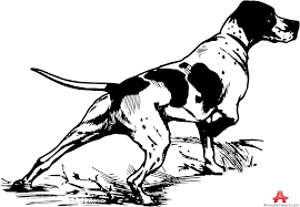 We did not find results for: Beagle Hunting Drawing Novocom Top