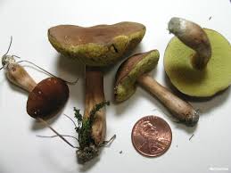 Image result for Xanthoconium sp.