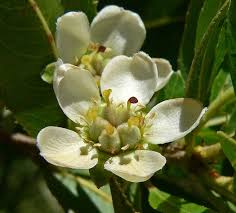 Image result for Falkia oblonga