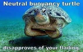 What Is The Peak Performance Buoyancy Course And Why Should You Take It Cute Animals Turtle Animals