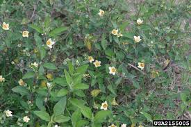 Image result for Sida rhombifolia