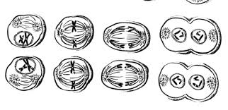 Meiosis vs mitosis worksheet key. Https My Ecoach Com Online Resources 6661 Identify Stages Of Meiosis Ws Pdf